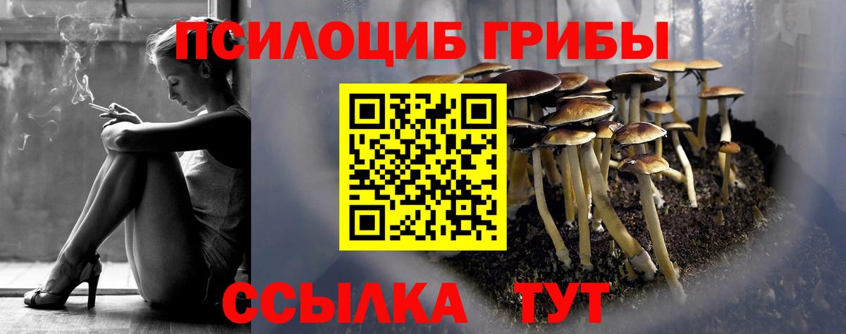 Псилоцибиновые грибы Psilocybe Усть-Илимск